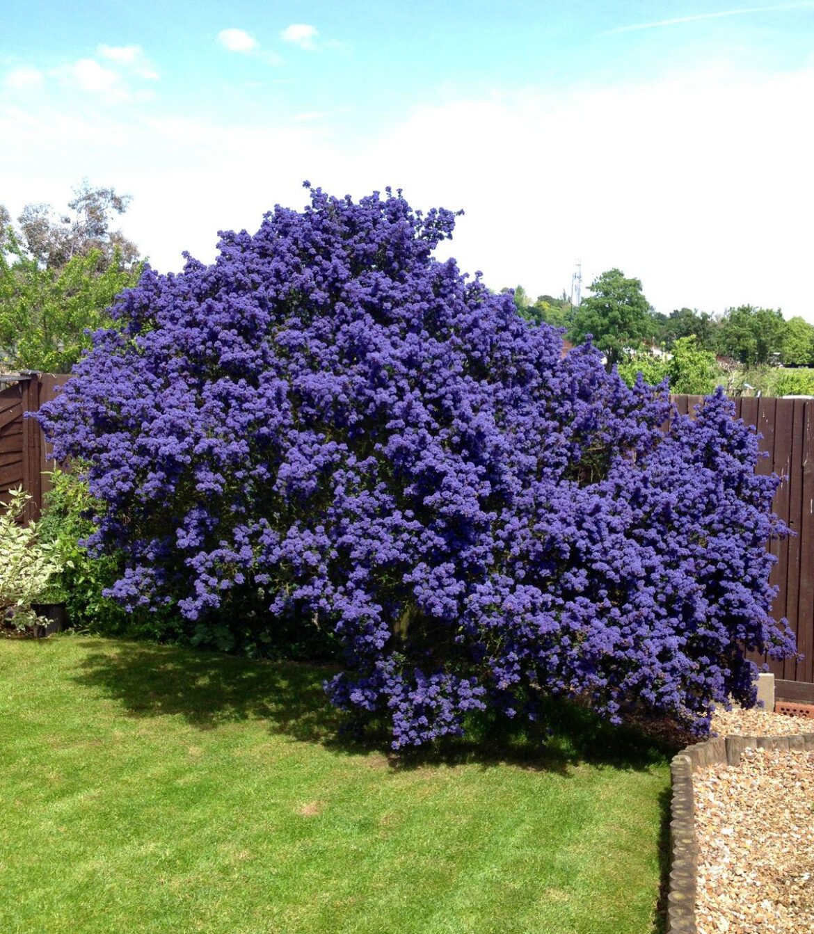 Ceanothus (Dark star)