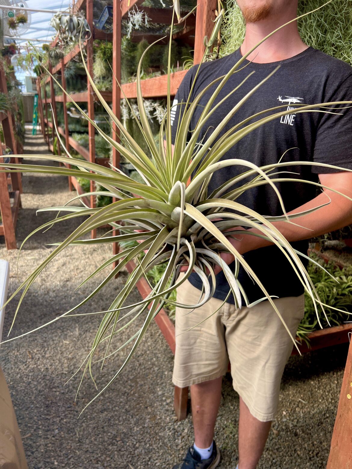 Fun game! Guess the air plant here. If you win, I’ll DM you a $20 gift card to Air Plant Hub! First to guess correctly wins it. 3 guesses per person per day until someone gets it right.