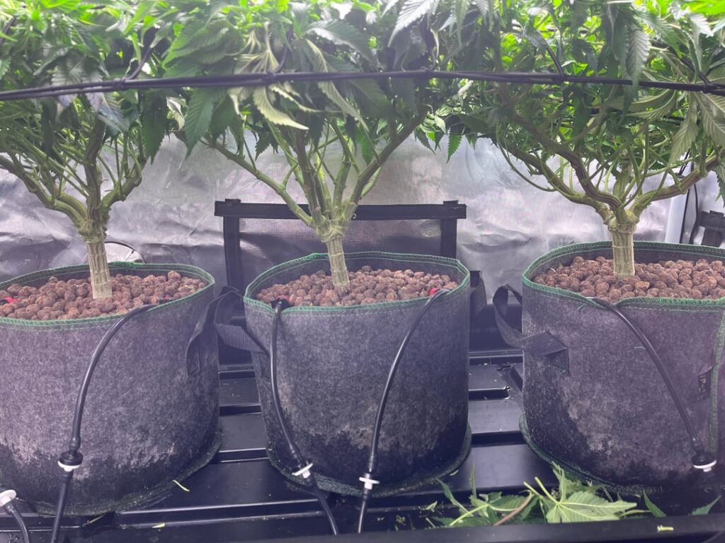 3 gallon coco coir drip irrigation - drain to waste. Last day veg using crop steering watering schedule