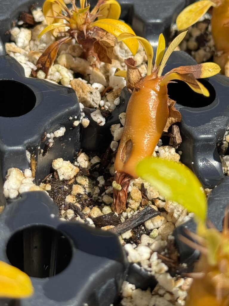 what is causing this mass rot??