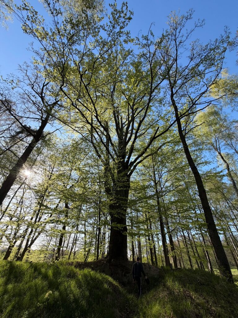 I know nothing about the trees but I very liked this tree