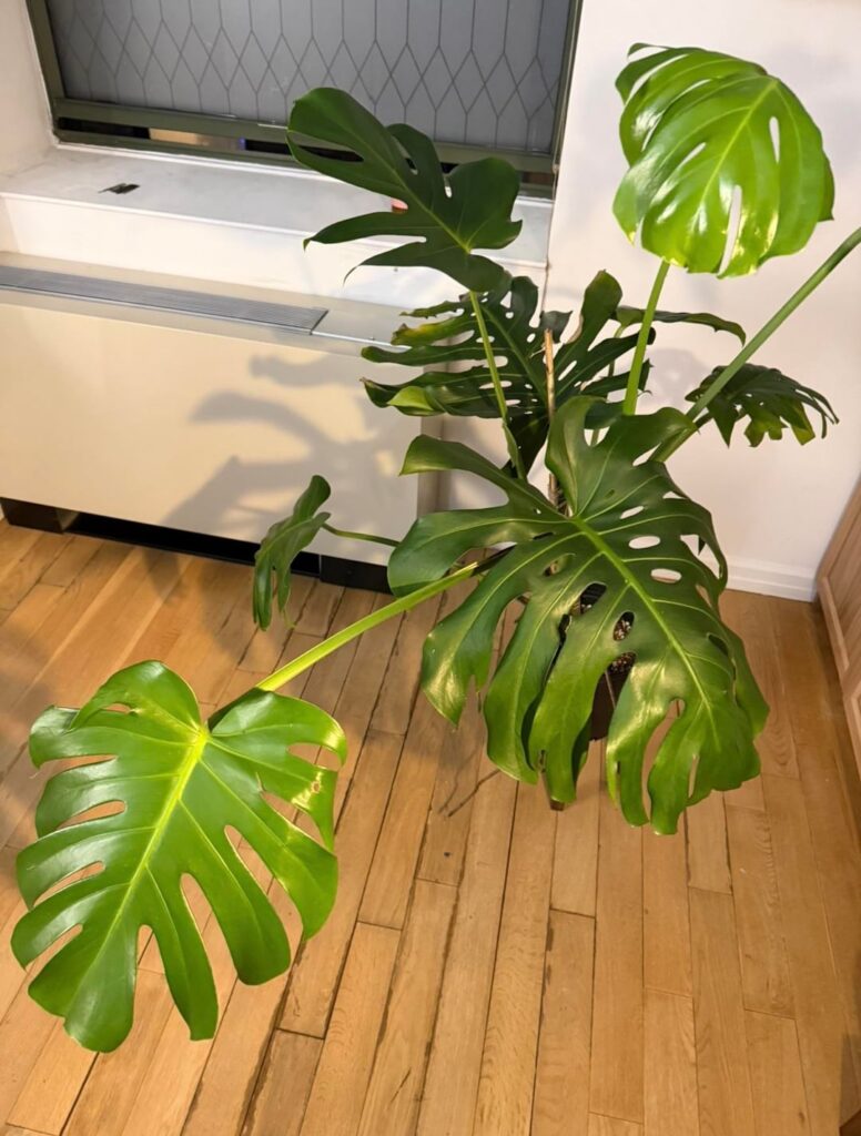 How much should I pay for something like this?