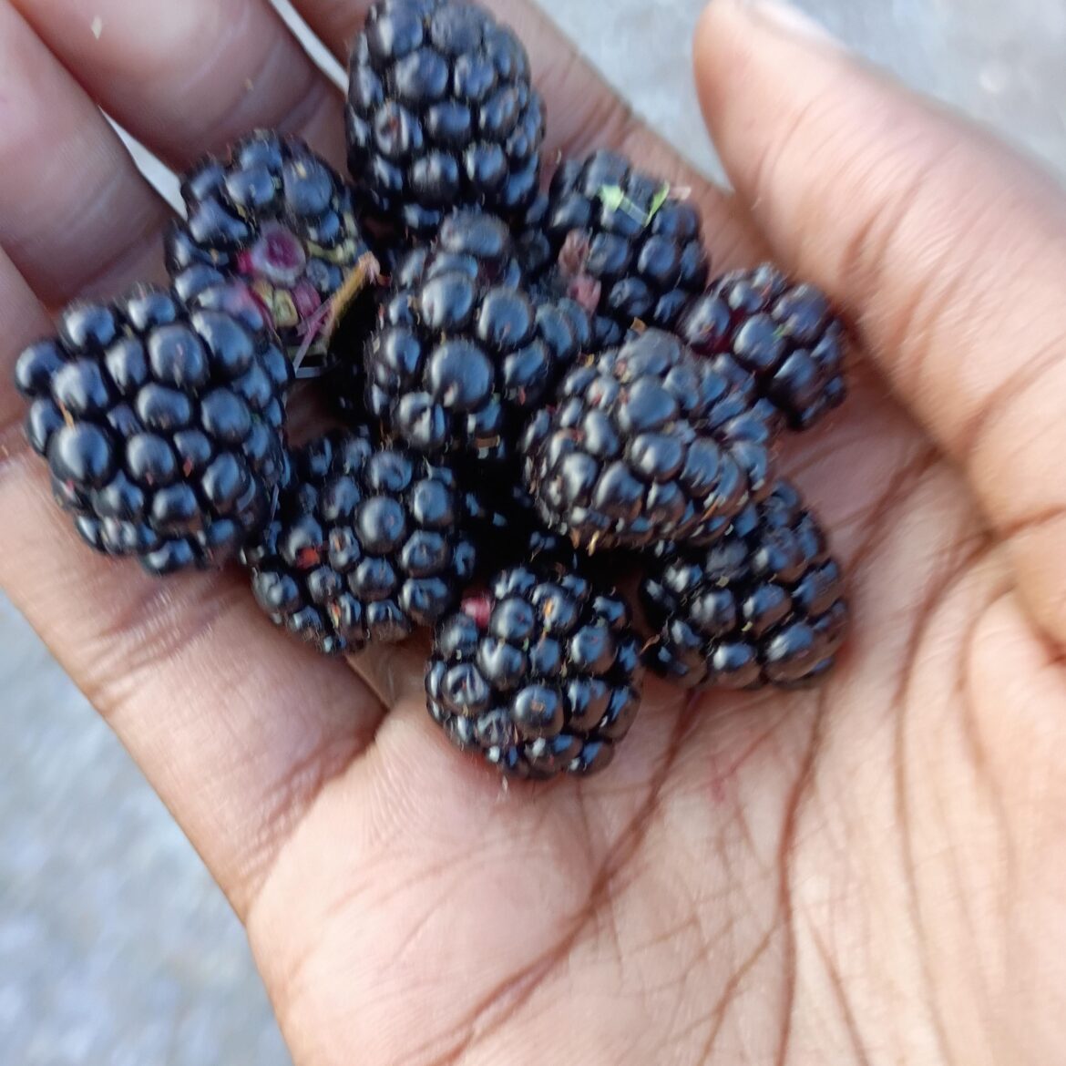 Are these wild black berries or black raspberry and what's the difference