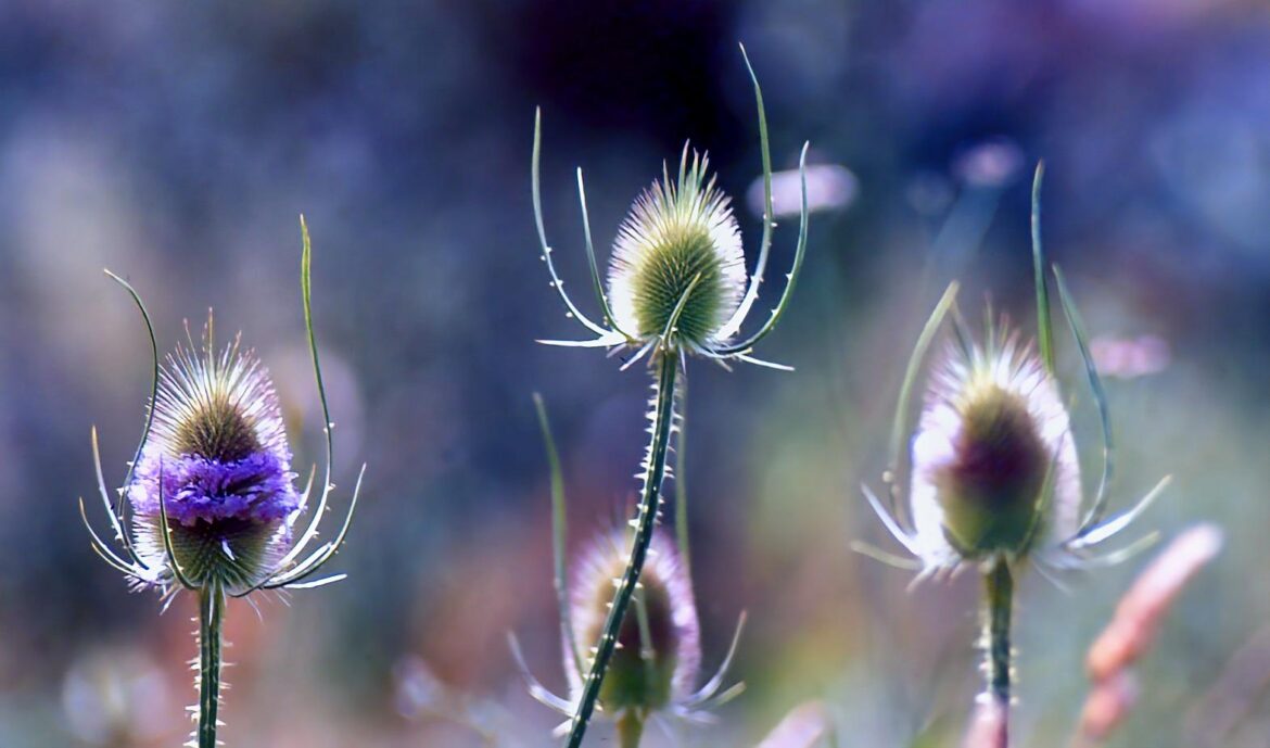 CARDENCHA(Dipsacus fullanum)[OC]