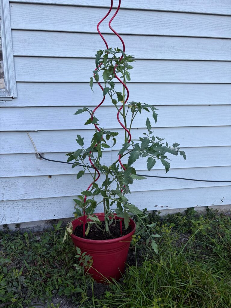 Is this a tomato?