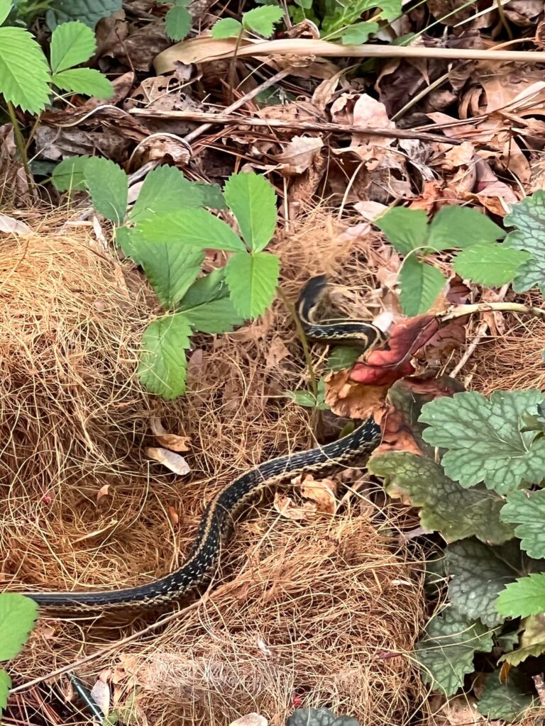 🐍