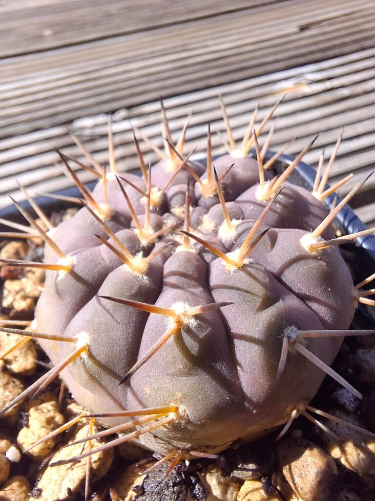 My beautiful new cacti