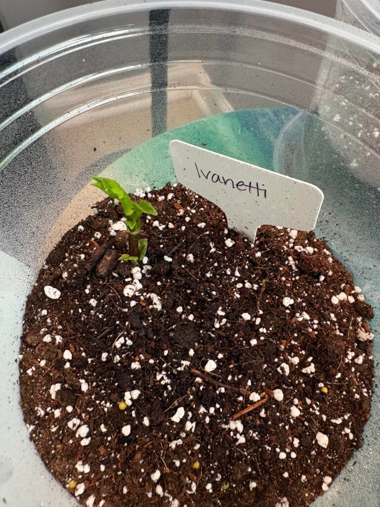 Should I start full on watering?