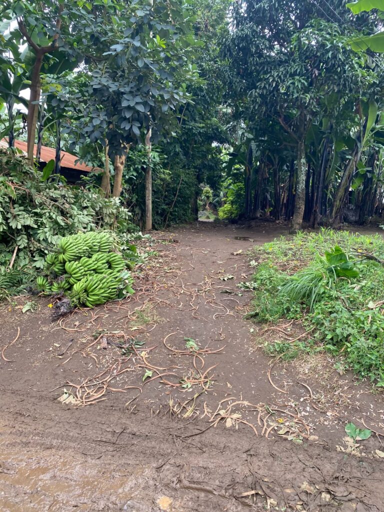 My chicken coop,black pepper harvest,banana and my house.