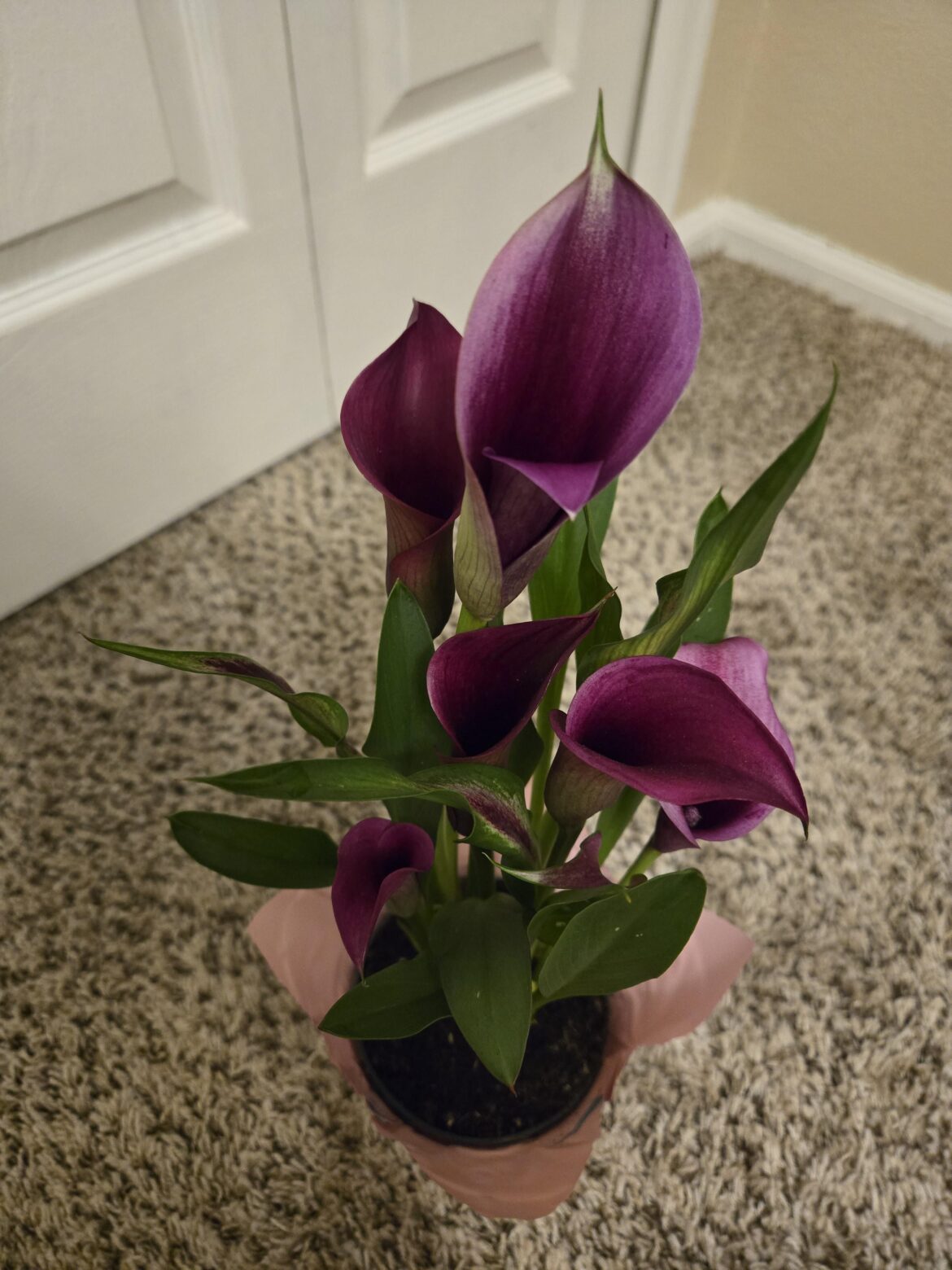 Calla lily care