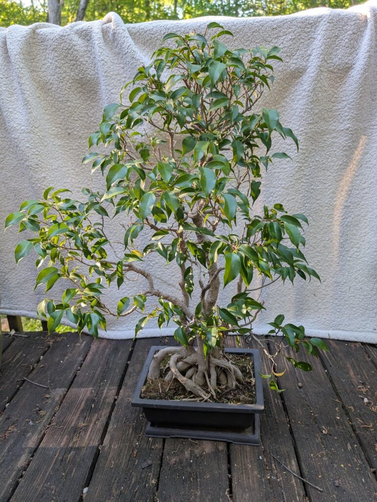 Been shaping this Ficus for 20 years - what should I fix?