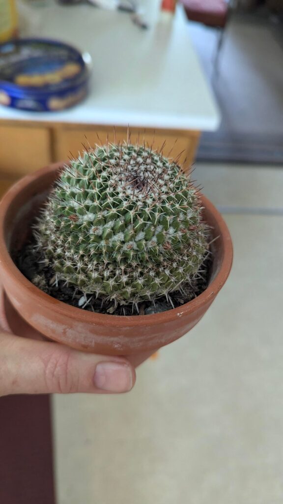 This one got lost last summer, hadn't been watered in at least 7 months, and spent the winter outside in temps down to the mid teens. Amazing how one watering perked her up, and it looks like she's going to bloom!