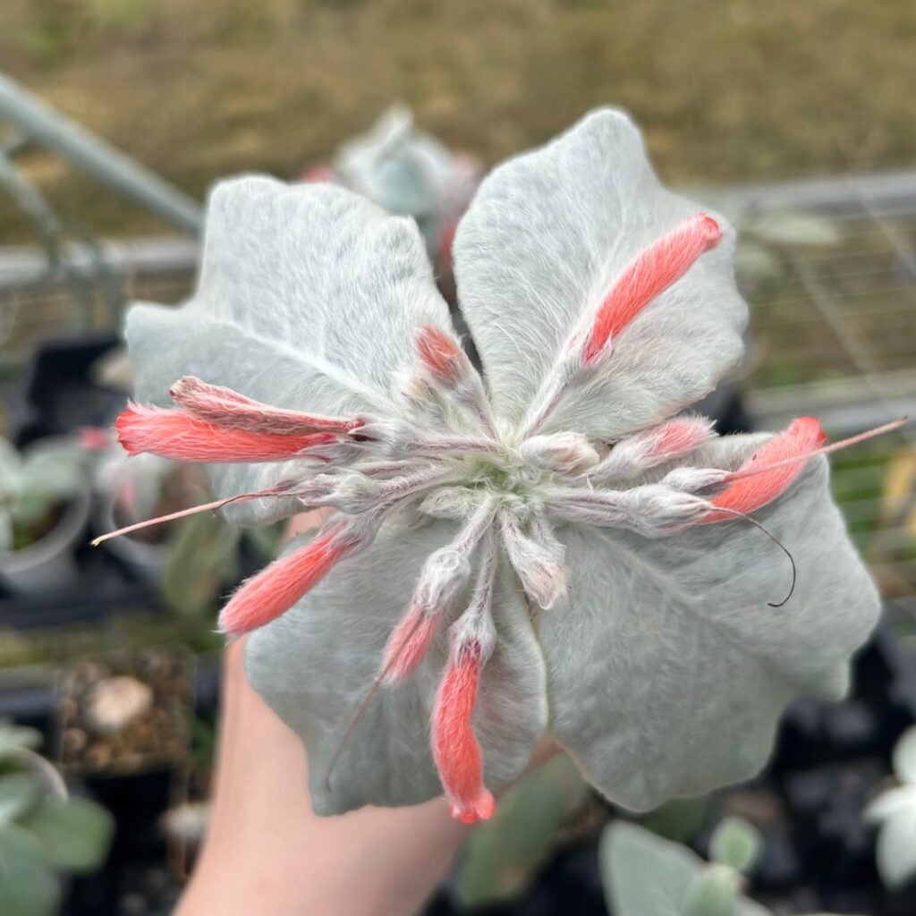 Sinningia leucotricha is blooming! But......😱