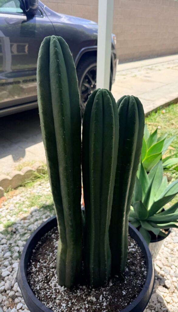 ID?! Or just typical SP I’m so bad with ID’s