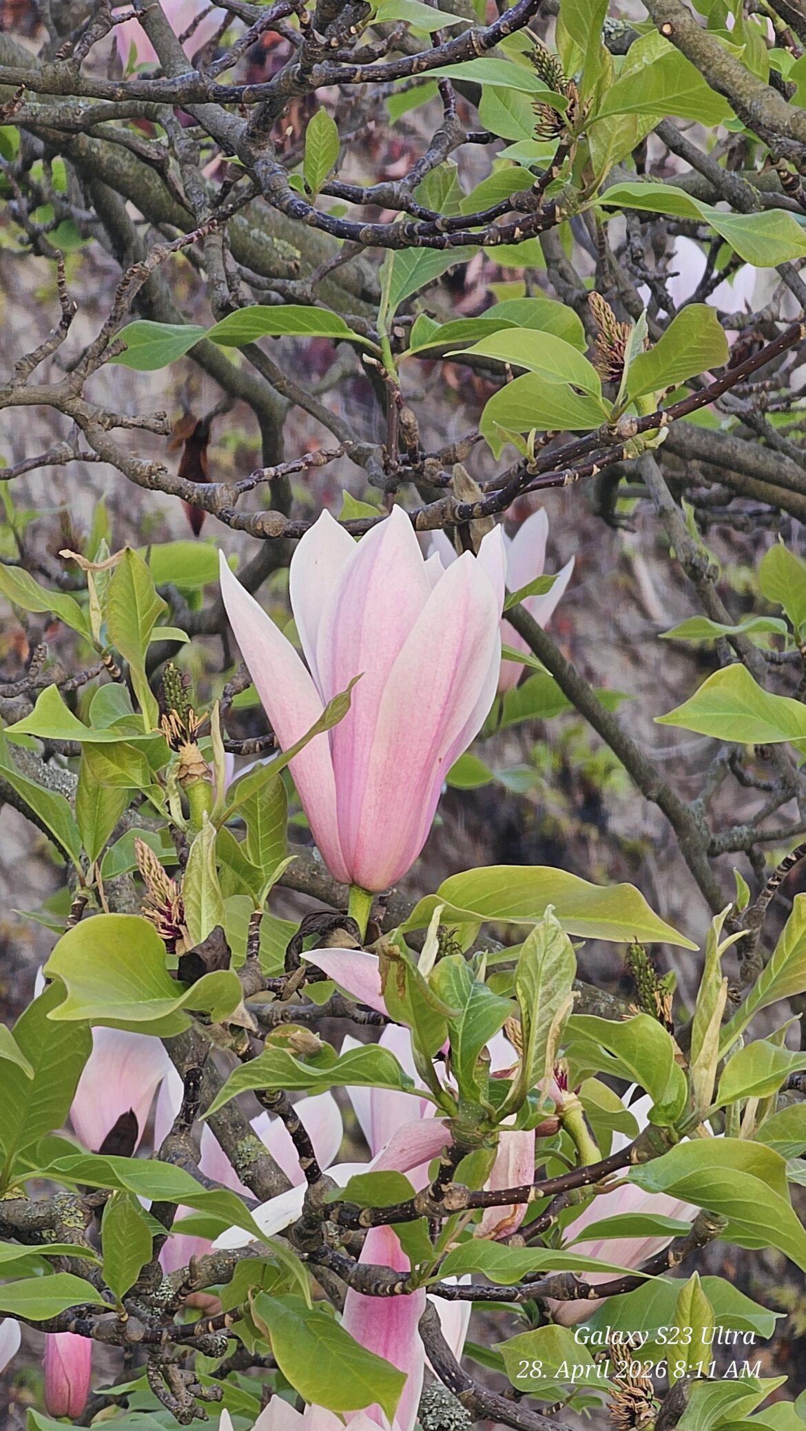 Tulpen-Magnolie