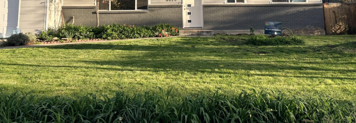 Leaves on Lawn Over Winter. Report / follow up Leaves on Lawn Over Winter. Report / follow up