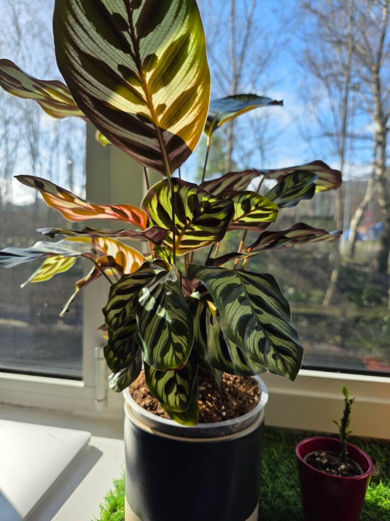 Root Rot?