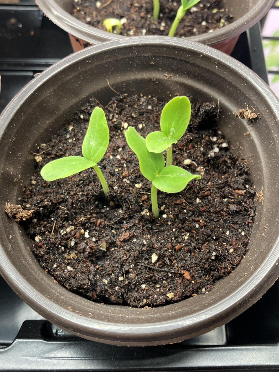 I am starting cucumber inside. Is there any point to keeping all three plants like this, or should I thin to one? I am starting cucumber inside. Is there any point to keeping all three plants like this, or should I thin to one?
