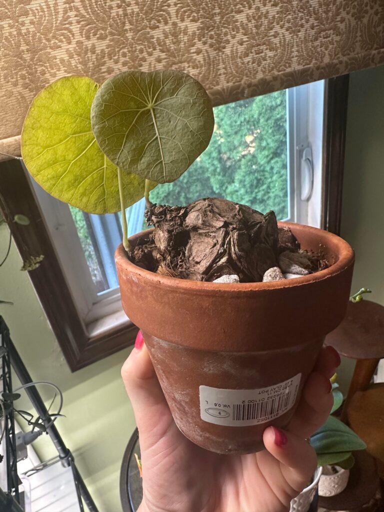 ID