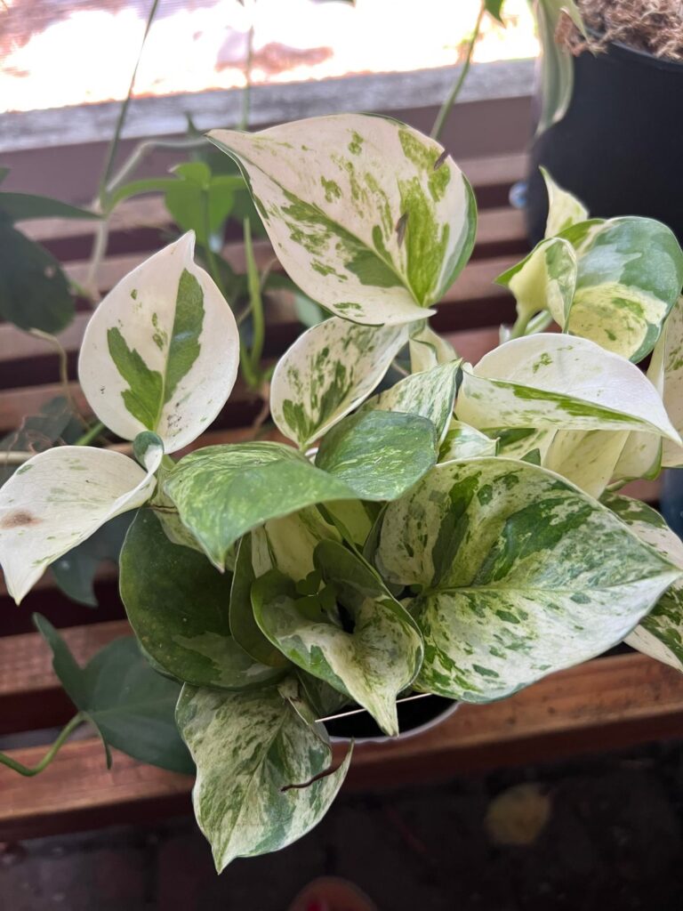 What are these? What are these?