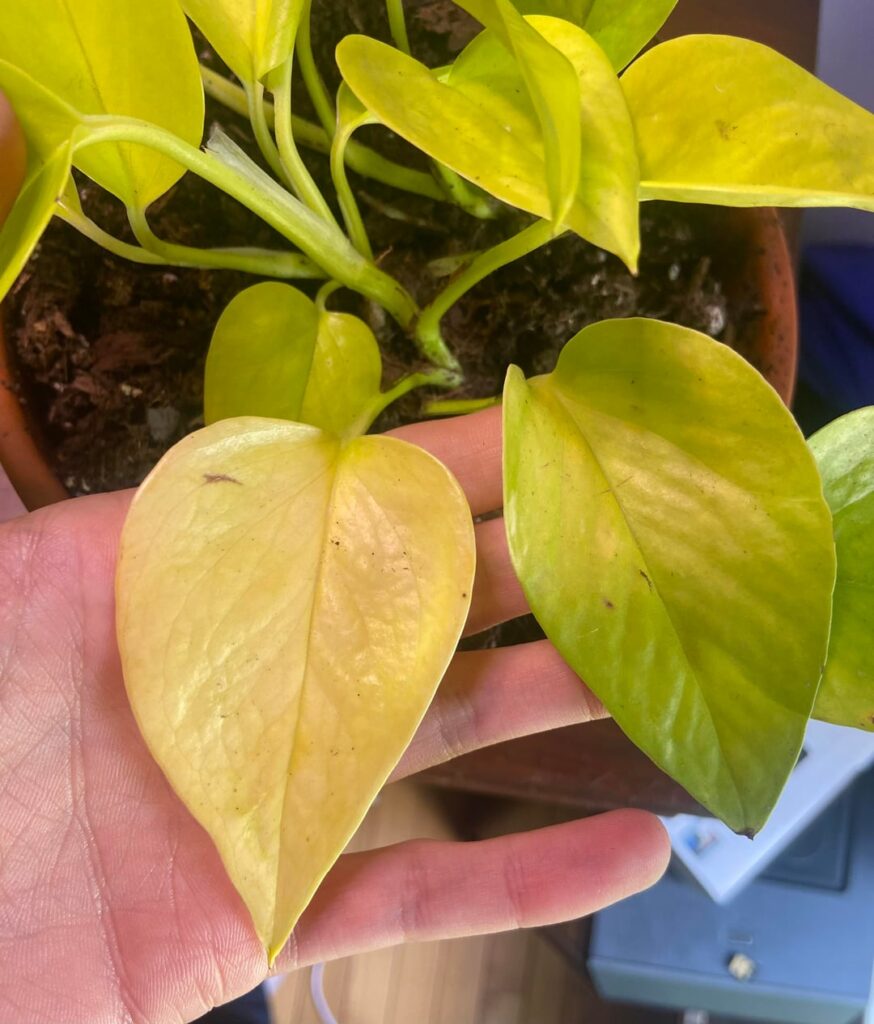 Neon Pothos – yellow leaf and black dots? Neon Pothos - yellow leaf and black dots?