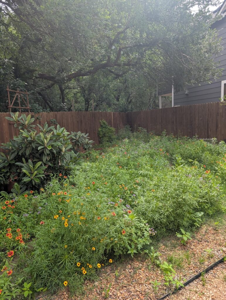 Turned the backyard into a wildflower meadow
