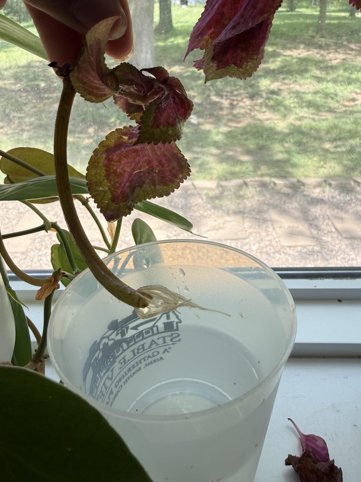 Is this Coleus ready to plant?