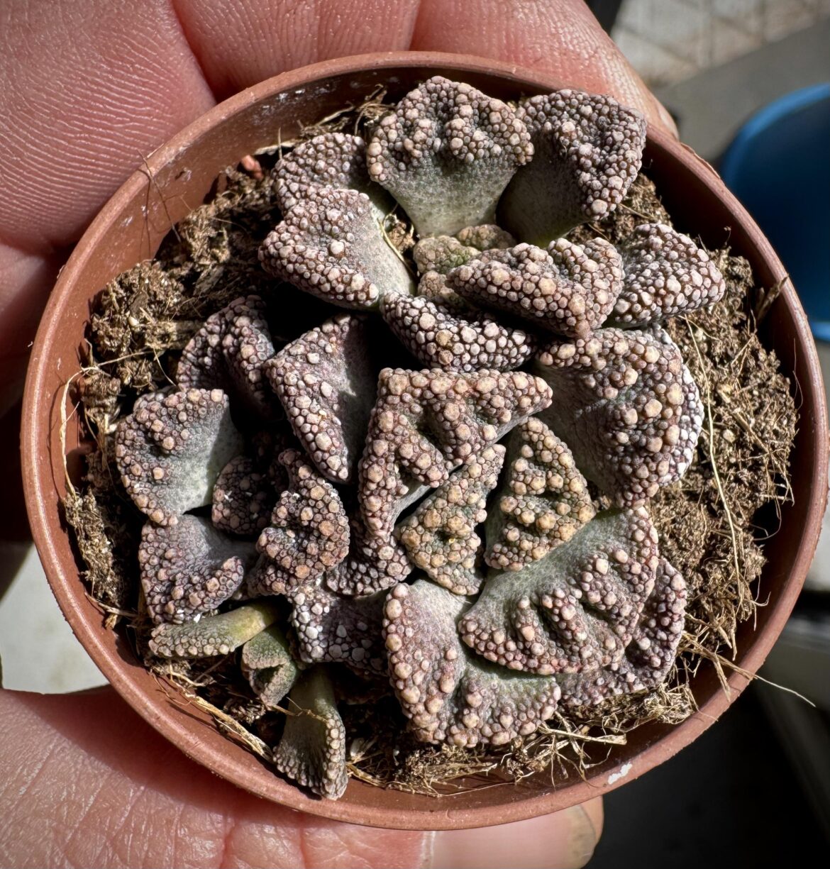 T calcarea, they dont seem to like me, but Im trying again for the third time- popped them in the tent for this attempt-they just seem to rot as soon as they smell water