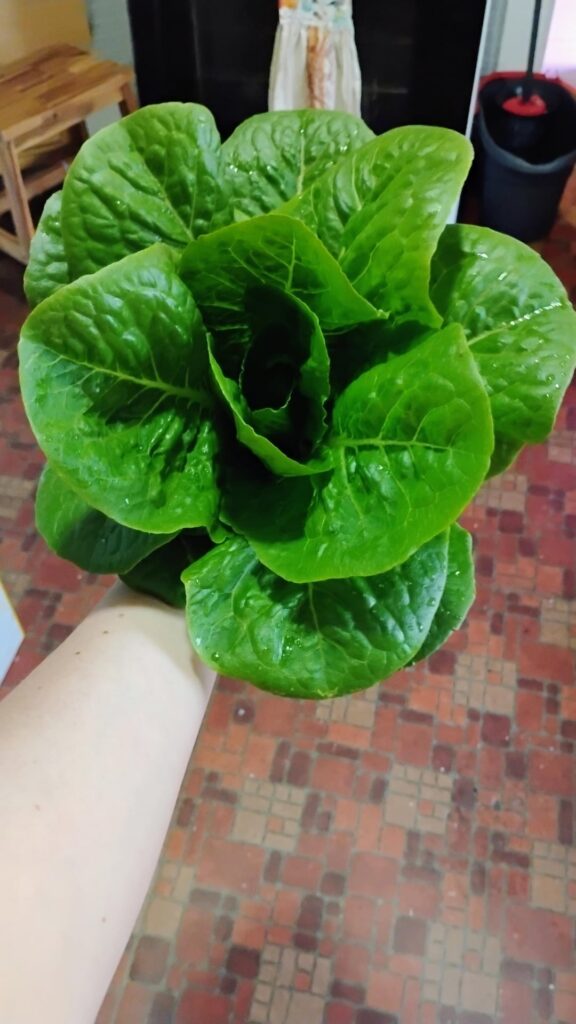 My very first harvest EVER 🥹