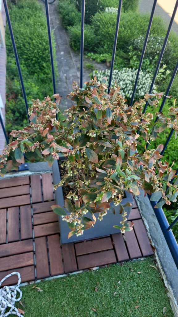 Blueberry bush leave ends turning brown Blueberry bush leave ends turning brown