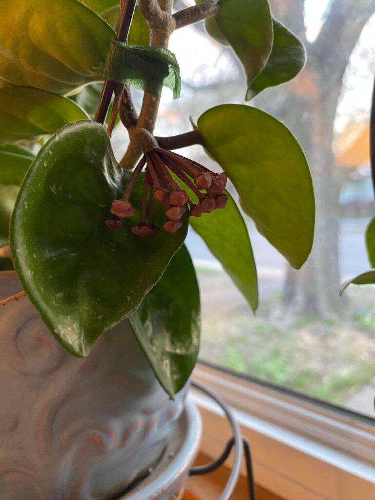 First Bloom!