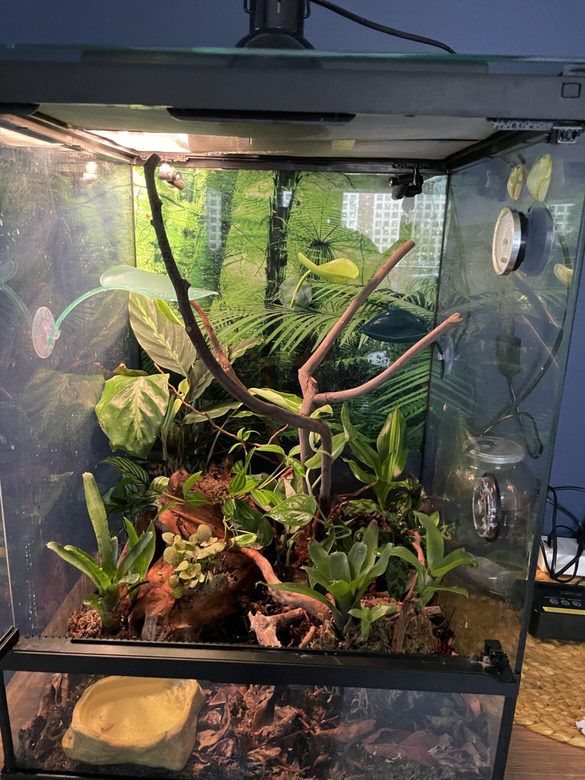 I decided to add tree frogs to my terrarium.