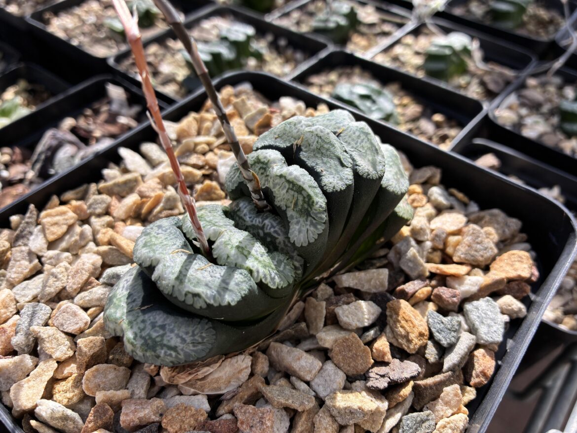 Haworthia truncata