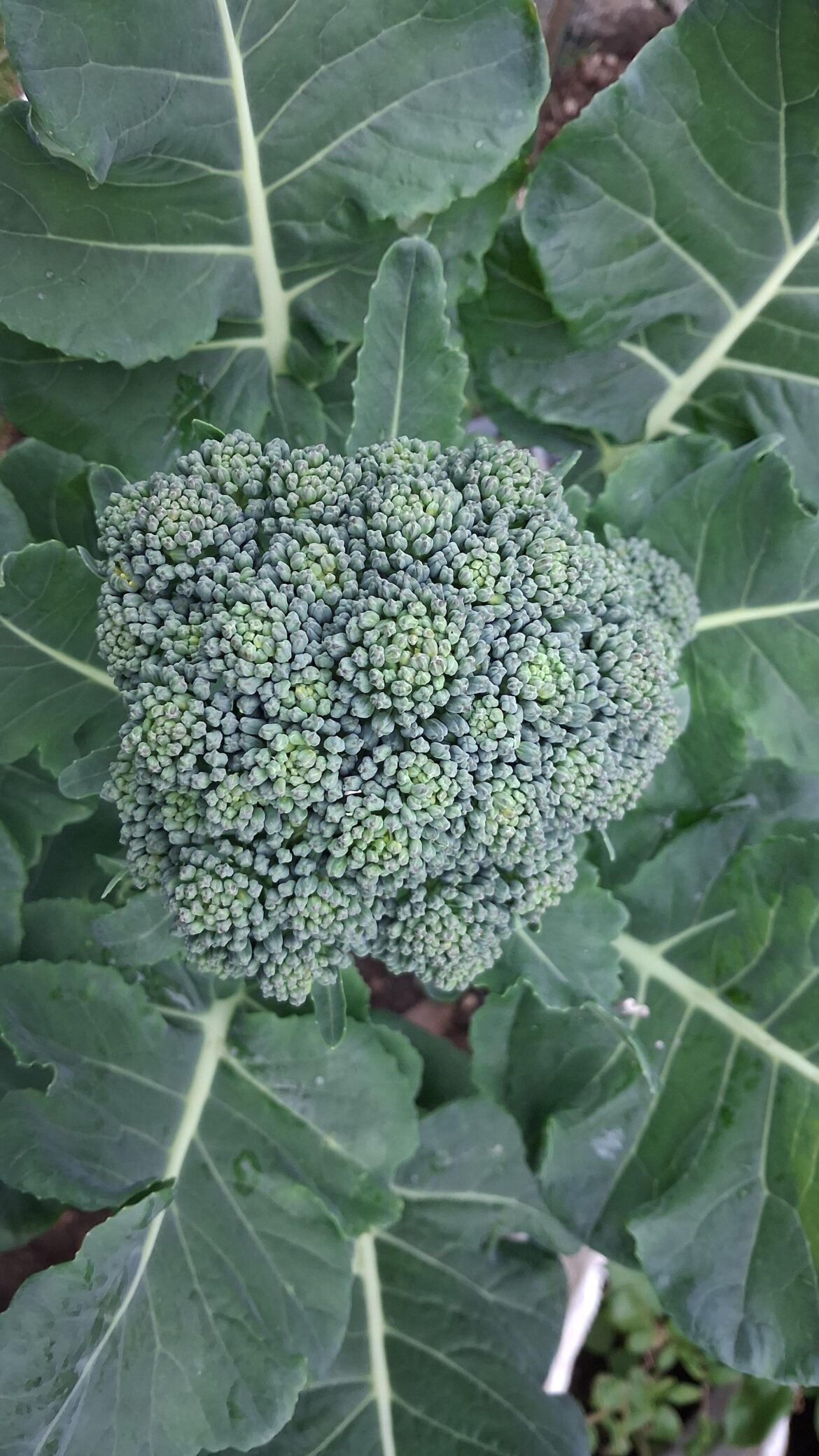 Harvest Help!