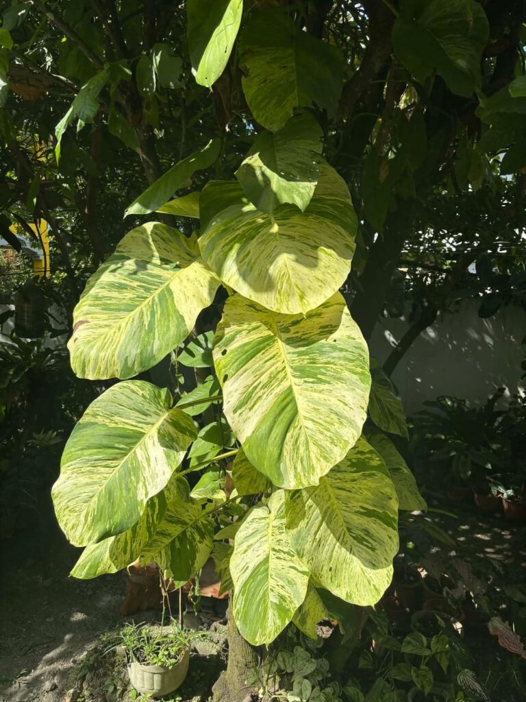 My grandma’s pothos. Human hand for reference