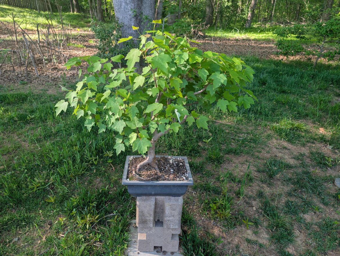 Maple