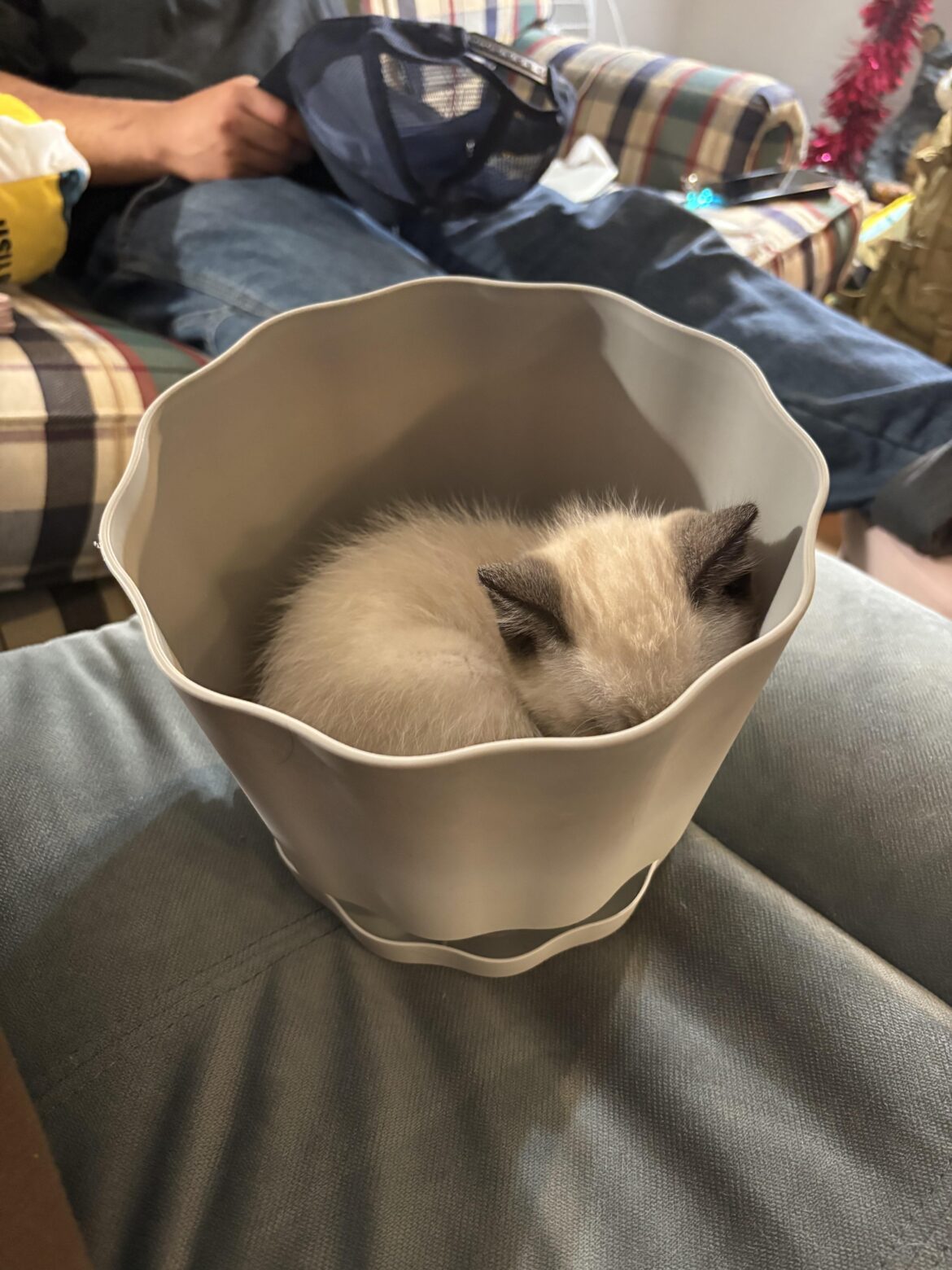 my plant looks funny