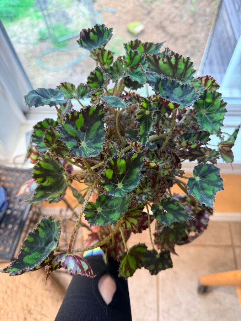 Do I re-pot?