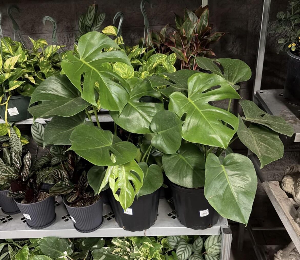 Monstera?..