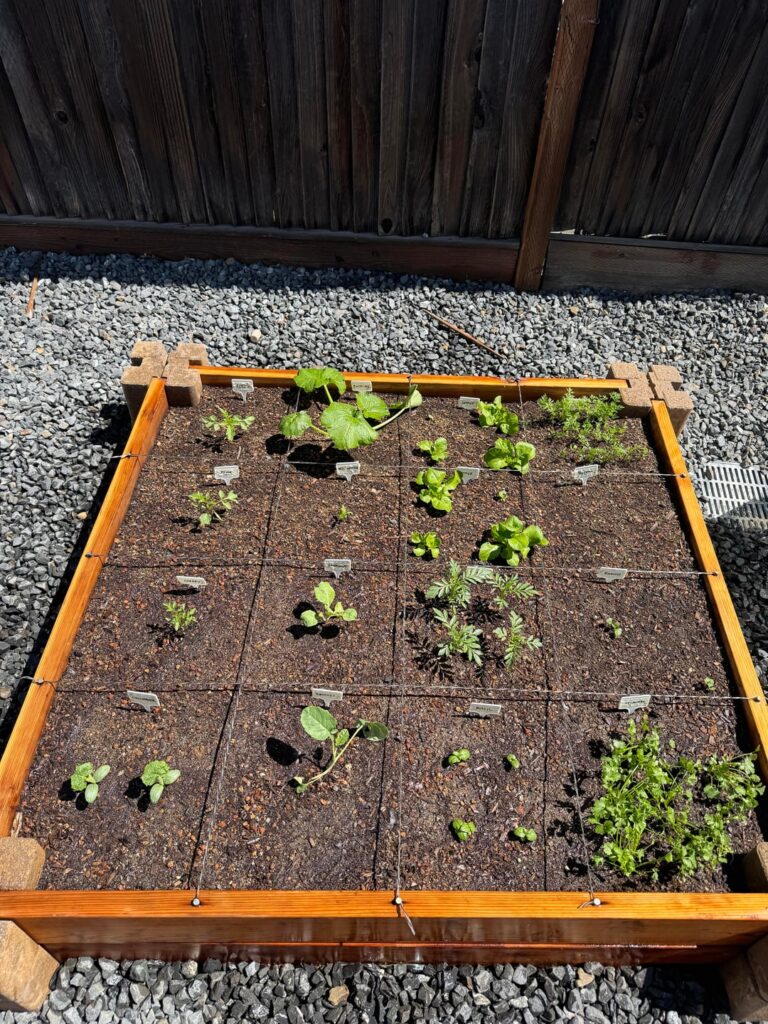 New to gardening. What do I do with my zucchini ? New to gardening. What do I do with my zucchini ?