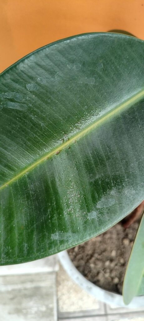 Please help me with my Ficus plant, I recently repotted my plant into a larger pot and I’ve noticed these strange Texture and spots ,I don’t know if it is because of stress ,thrips,too much sun , over watering etc.Summer is already here, with harsh sun, Earlier the plant was quite healthy. Please help me with my Ficus plant, I recently repotted my plant into a larger pot and I've noticed these strange Texture and spots ,I don't know if it is because of stress ,thrips,too much sun , over watering etc.Summer is already here, with harsh sun, Earlier the plant was quite healthy.
