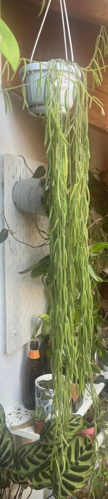 Does it need a bigger pot?