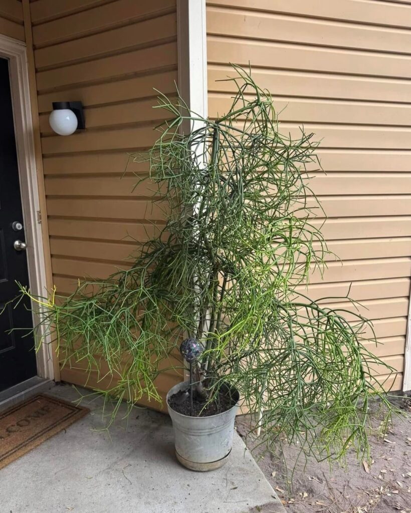 gigantic pencil cactus