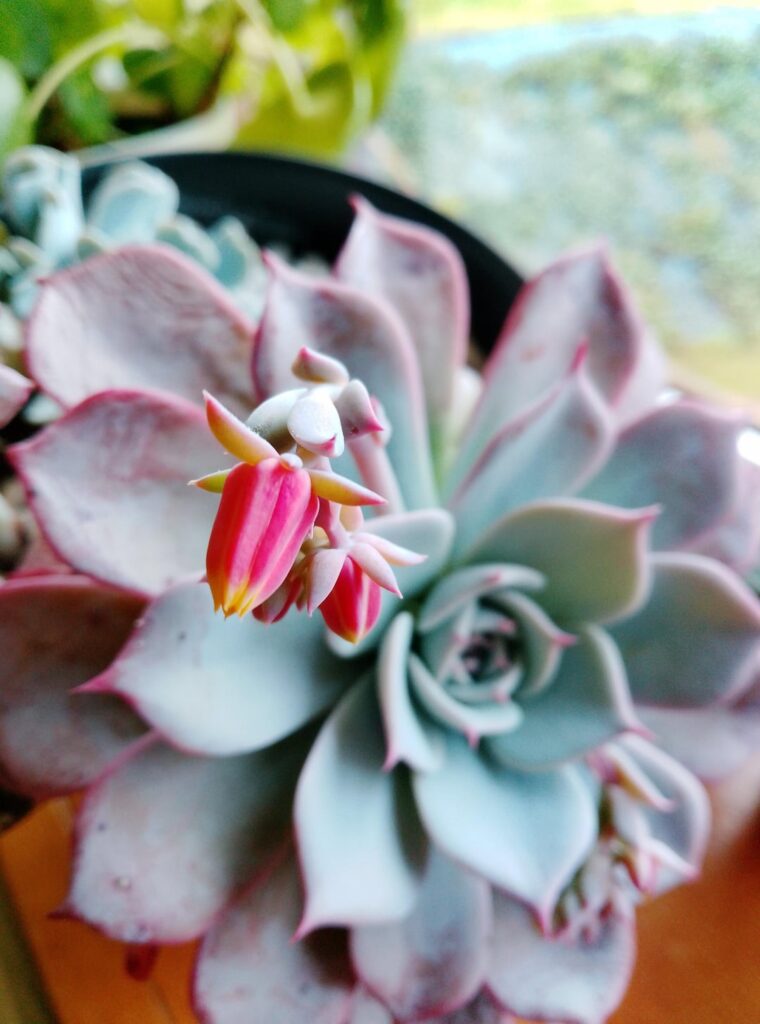 Azulita's flowers