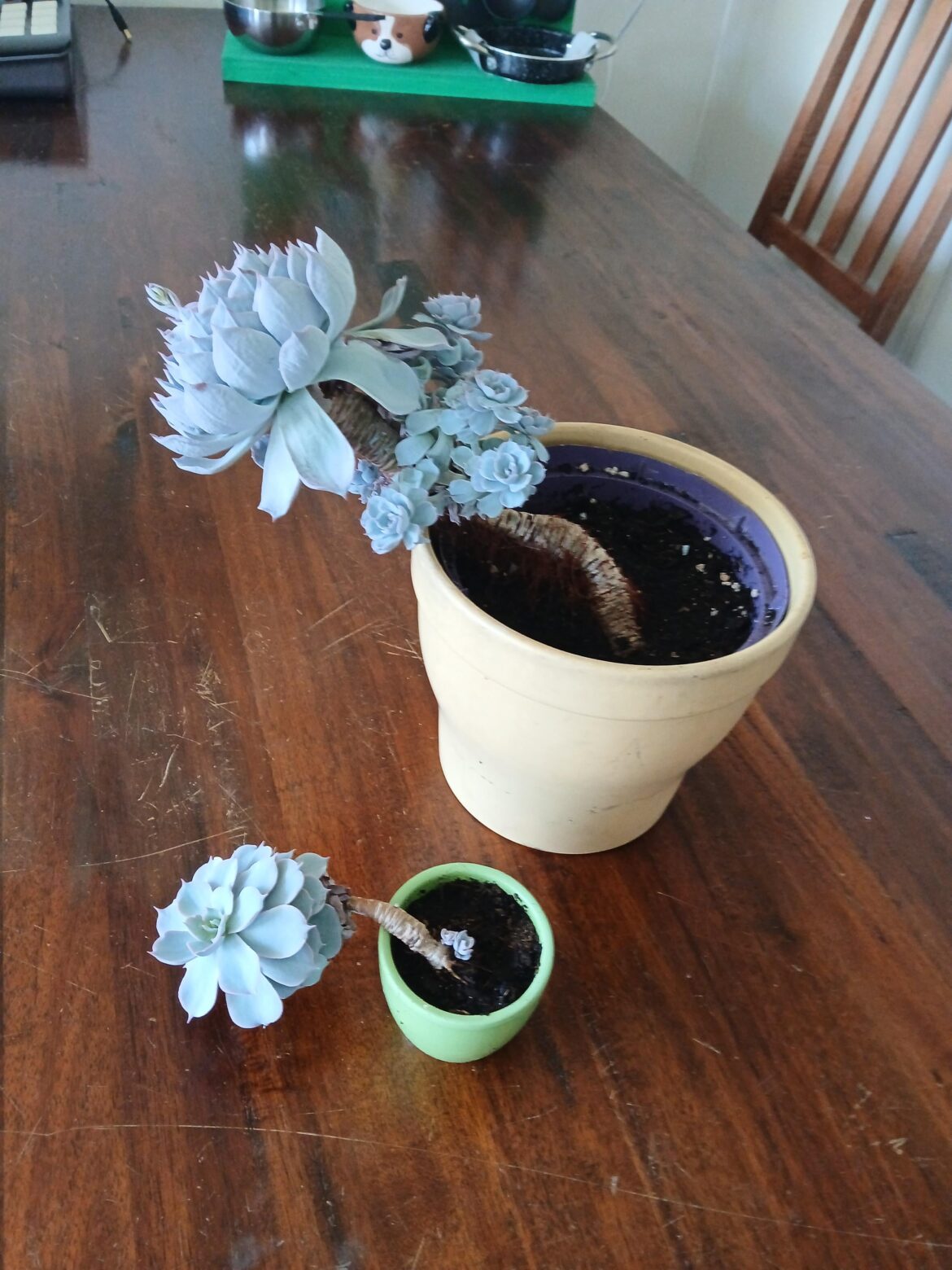 How do keep echeverias drom looking like this?