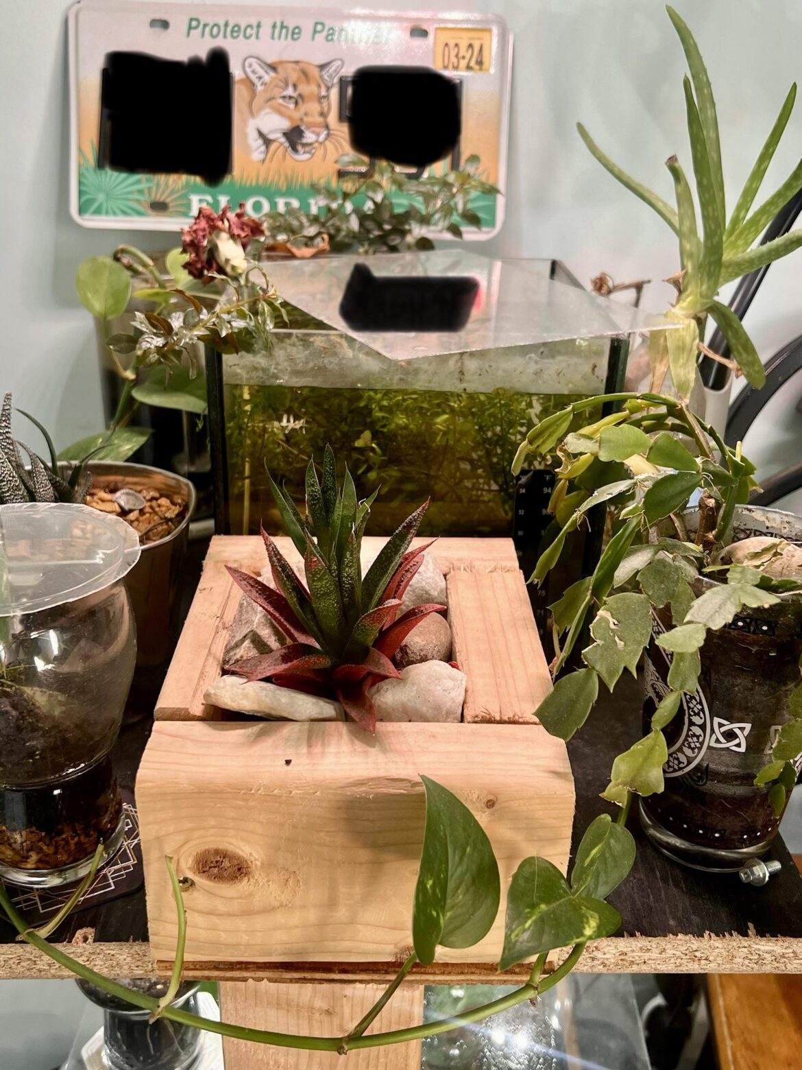 Welcome to the (little) jungle