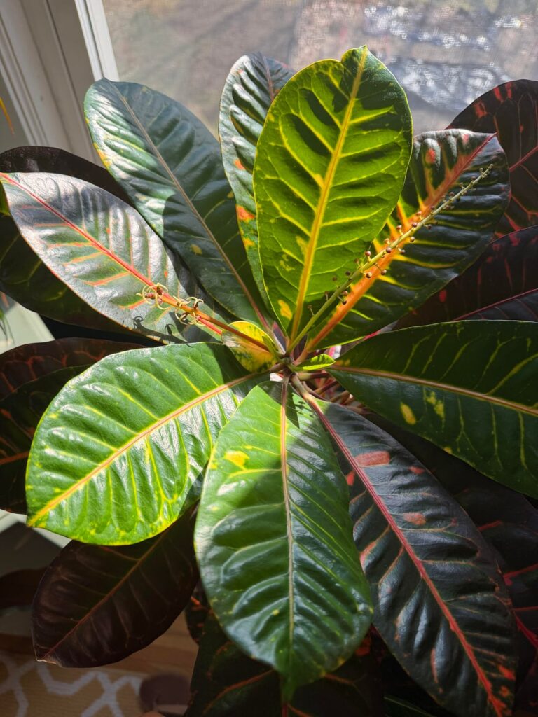 Just wanted to show off my family heirloom croton plant!