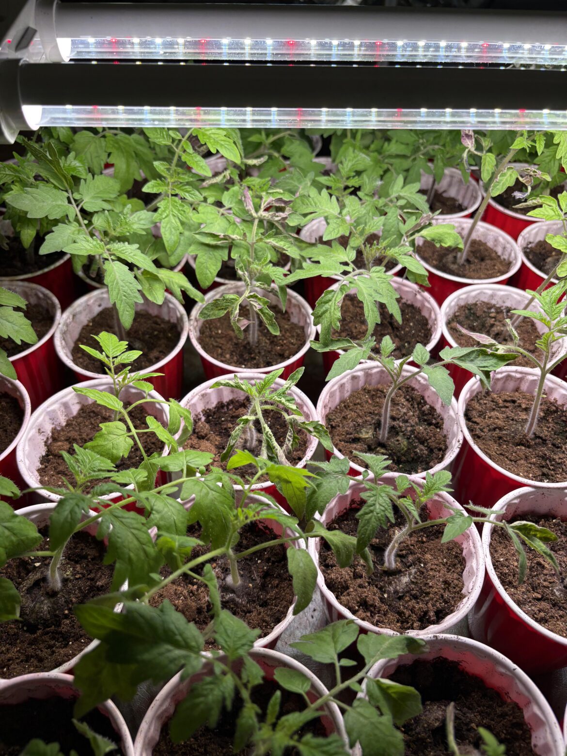 Tomato Leaf Curling