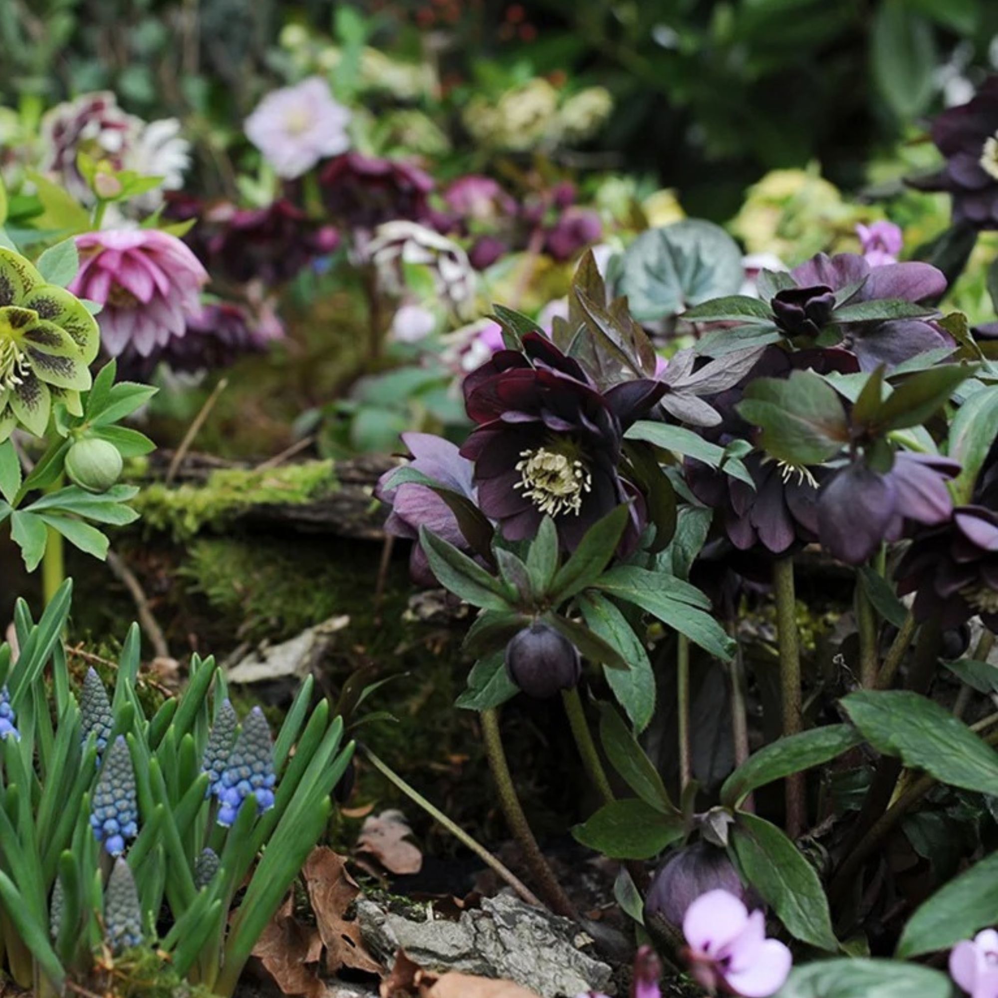 hellebores