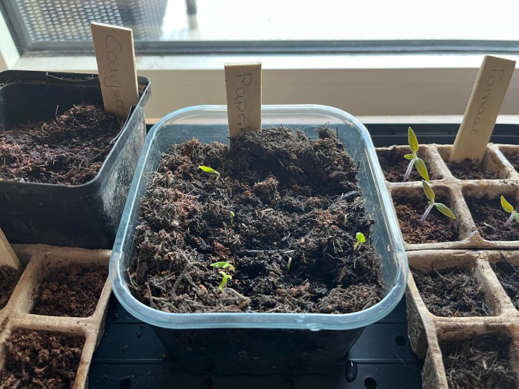 I actually let out a cry of joy! 🫑👩‍🌾🥳